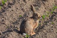 Lepus europaeus