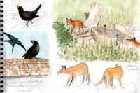 Vulpes vulpes