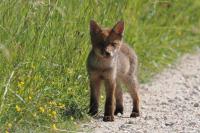 Vulpes vulpes