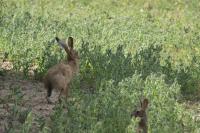 Lepus europaeus