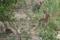 Oryctolagus cuniculus
