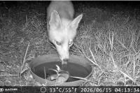 Vulpes vulpes