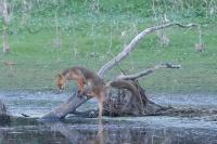 Vulpes vulpes