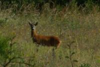 Capreolus capreolus