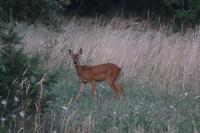 Capreolus capreolus