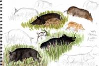 Sus scrofa