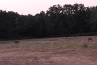 Cervus elaphus