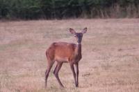 Cervus elaphus