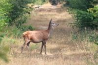 Cervus elaphus