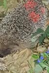 Erinaceus europaeus