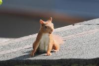 Sciurus vulgaris