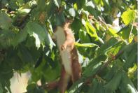 Sciurus vulgaris