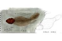 Castor fiber