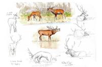 Cervus elaphus