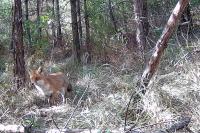 Vulpes vulpes