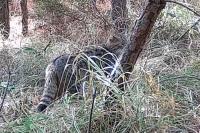 Felis silvestris