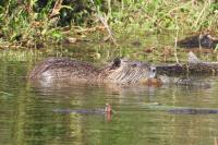 Myocastor coypus