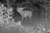 Cervus elaphus