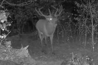 Cervus elaphus