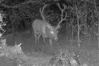 Cervus elaphus