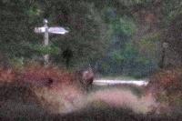 Cervus elaphus