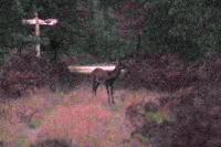 Cervus elaphus