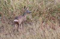 Capreolus capreolus