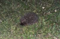 Erinaceus europaeus