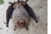 Myotis nattereri