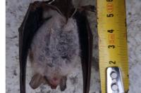 Myotis nattereri