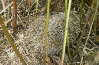 Erinaceus europaeus