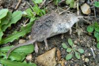 Crocidura