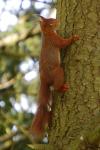Sciurus vulgaris