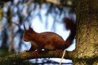 Sciurus vulgaris