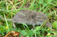 Crocidura