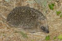 Erinaceus europaeus