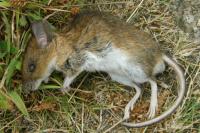 Apodemus flavicollis
