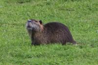 Myocastor coypus