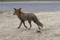 Vulpes vulpes