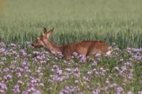 Capreolus capreolus