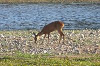 Capreolus capreolus