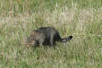 Felis silvestris