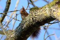 Sciurus vulgaris