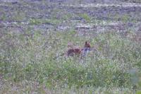 Vulpes vulpes