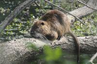 Myocastor coypus
