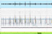 Pipistrellus pipistrellus