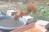 Sciurus vulgaris