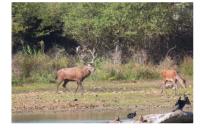 Cervus elaphus