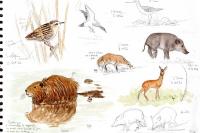Vulpes vulpes