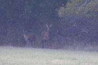 Cervus elaphus